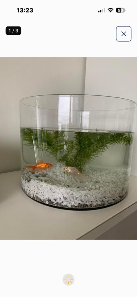 Moderne visbokaal / plantenpot / decoratie, Ophalen, Zo goed als nieuw
