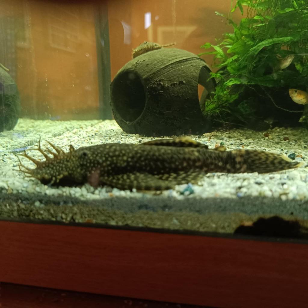 ancistrus 0,2 euro pour le sac, Dieren en Toebehoren, Vissen | Aquariumvissen, Vis, Zoetwatervis