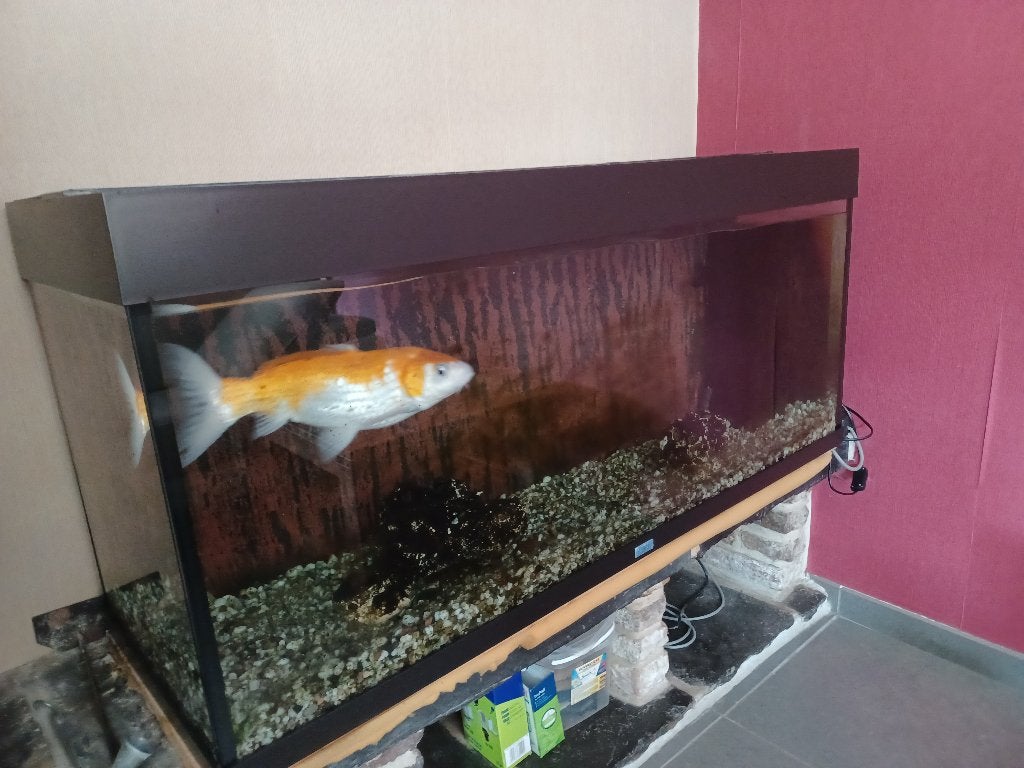 Bijou d'aquarium, Animaux & Accessoires, Enlèvement, Utilisé, Filter, Juwel
