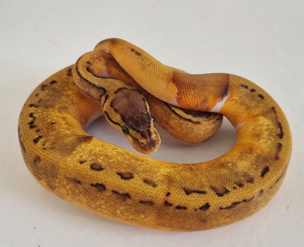 0.1 pinstripe enchi piebald low white koningspython Ball Python photo 3
