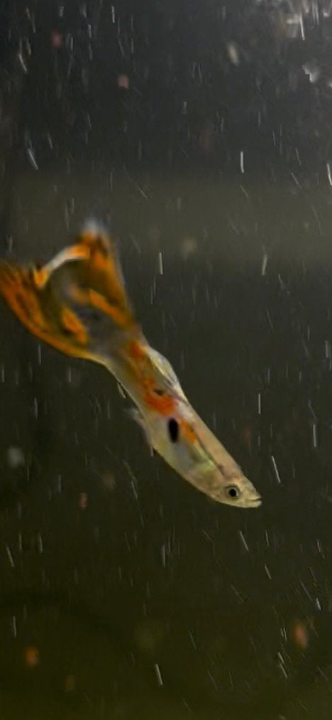 Guppys, Poisson