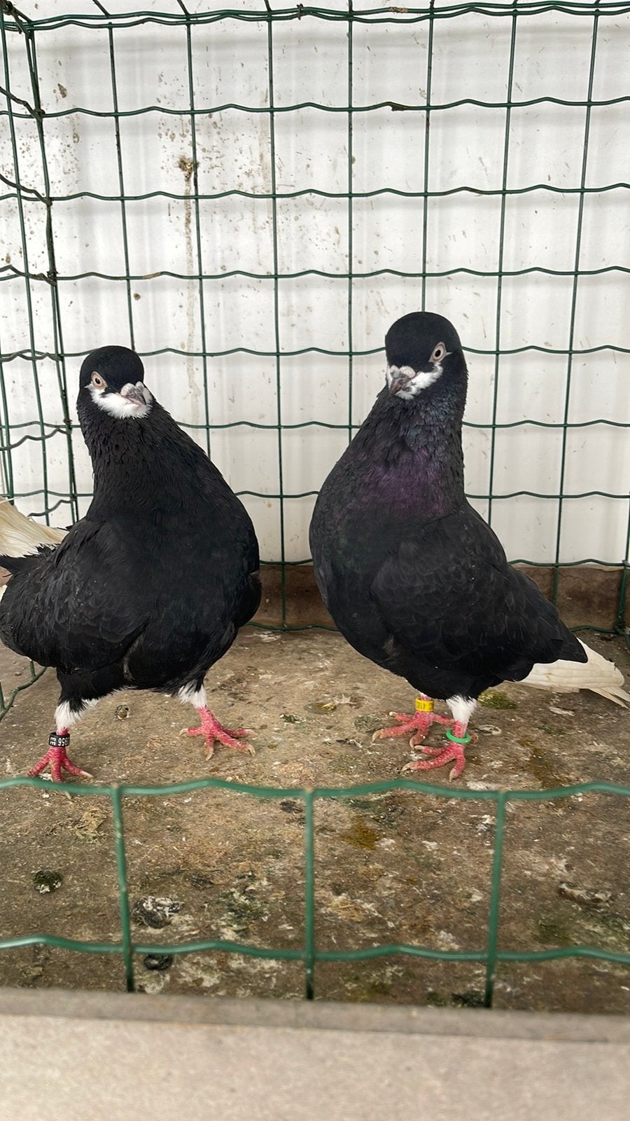 Sierduiven, Dieren en Toebehoren, Vogels | Duiven