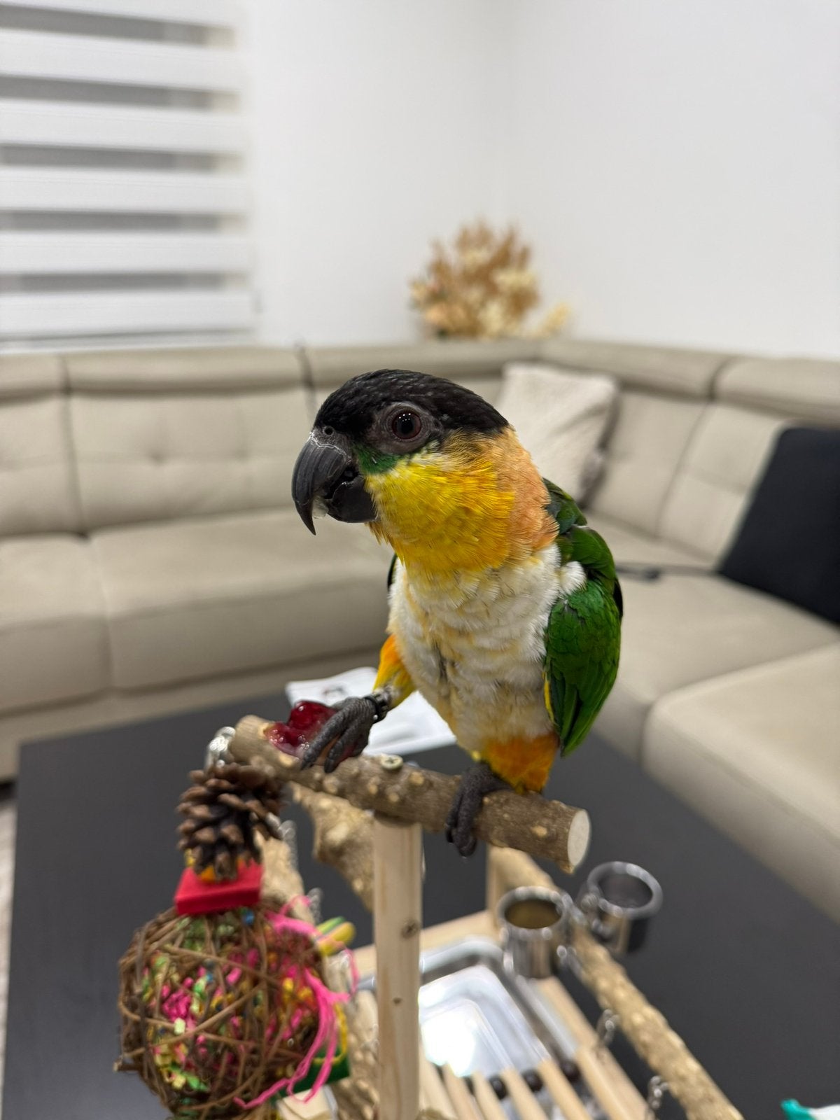 Caique à tête noire, Animaux & Accessoires, Enlèvement