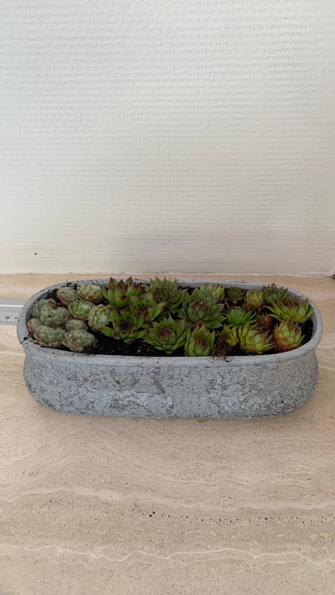 ovale betonnen winterharde Sempervivumvetplanten,, Enlèvement, Comme neuf, Rectangulaire, Béton