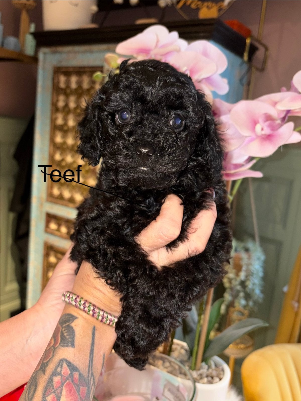 Poedel pups, Dieren en Toebehoren, Poedel, België, Fokker | Hobbymatig, 8 tot 15 weken