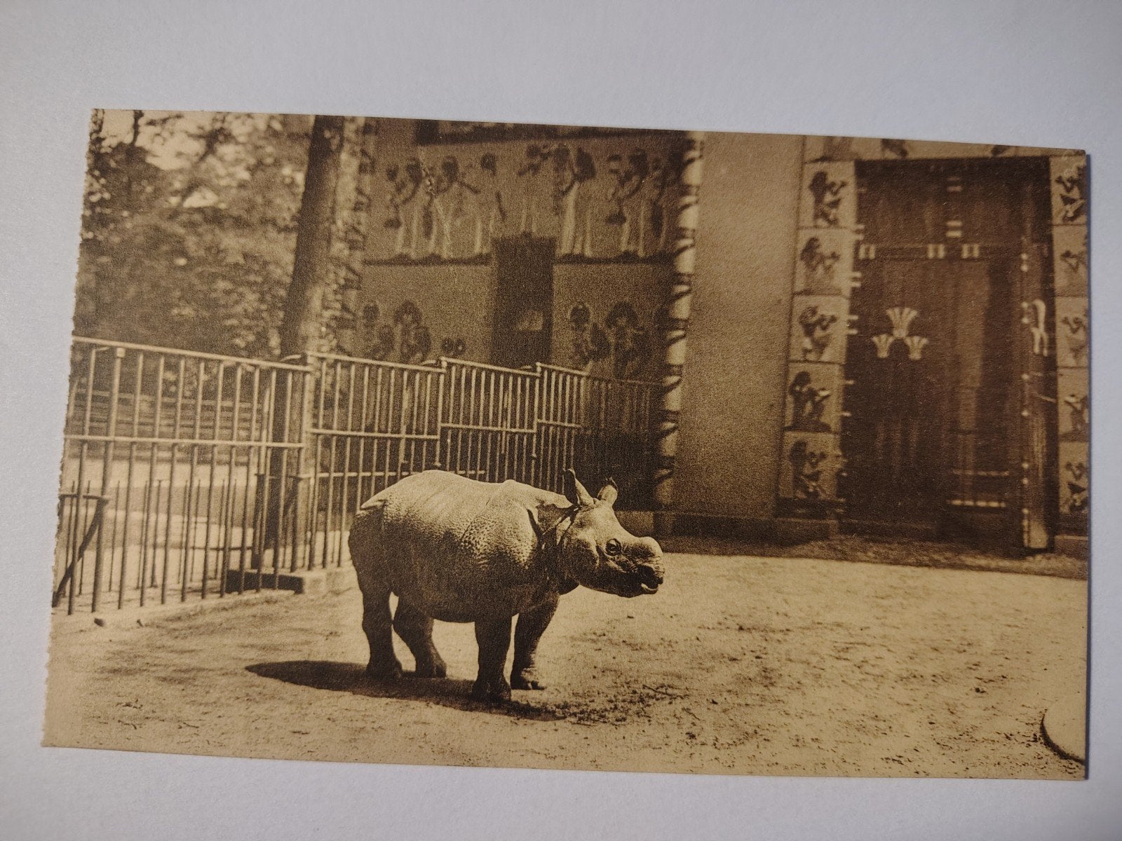 Antwerpen Zoo Indische Neushoorn., Ophalen of Verzenden, Antwerpen