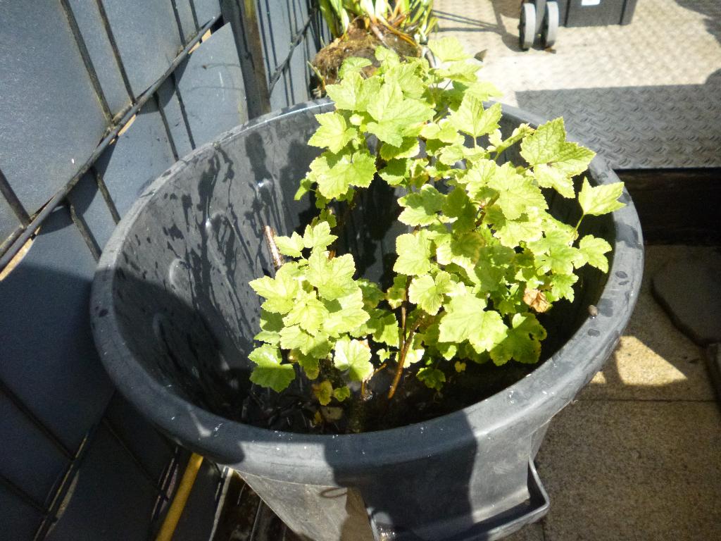 Rode bes, Tuin en Terras, Planten | Struiken en Hagen, Ophalen