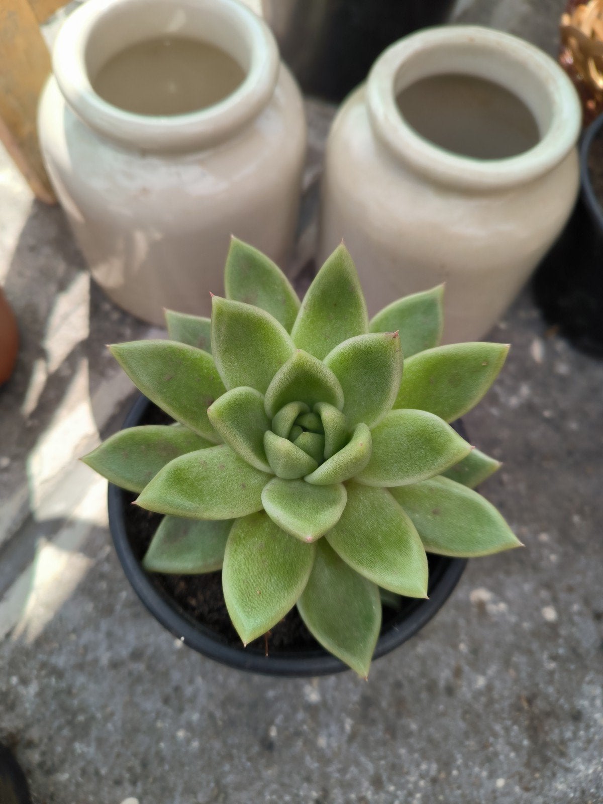 echeveria agavoides vetplant succulent, Huis en Inrichting, Kamerplanten, Ophalen, Vetplant, Volle zon, Minder dan 100 cm