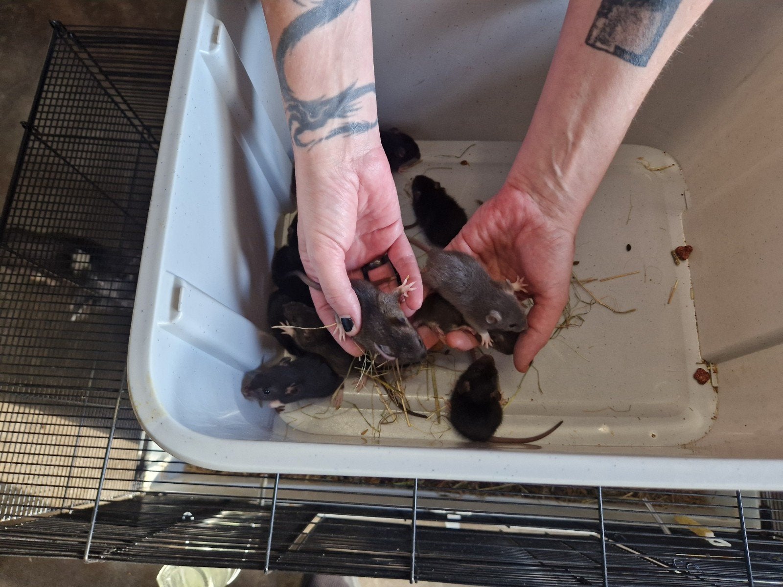 ratjes, Dieren en Toebehoren, Knaagdieren, Rat, Juni, Meerdere dieren, Tam