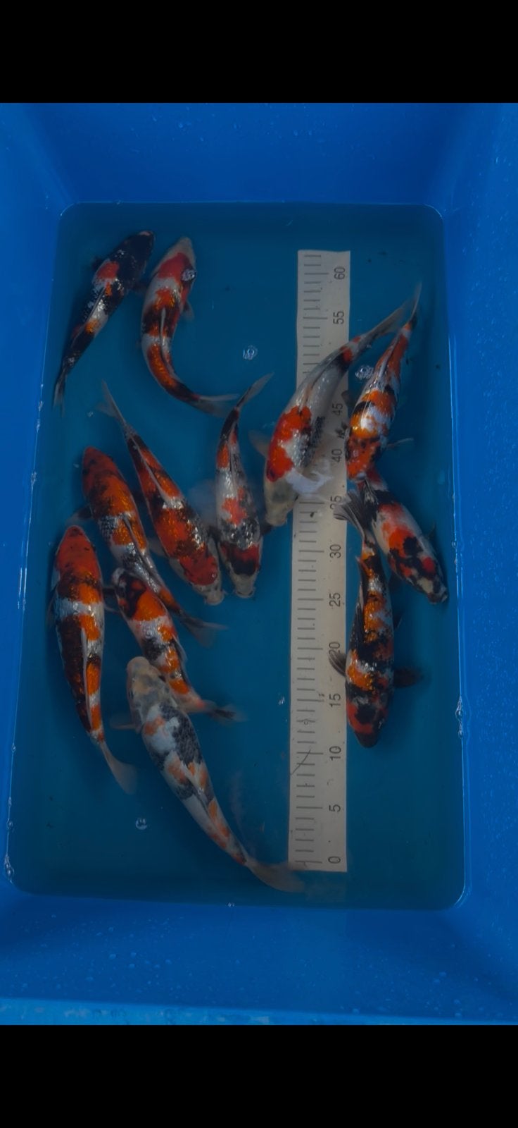 Japanse koi showa, Dieren en Toebehoren