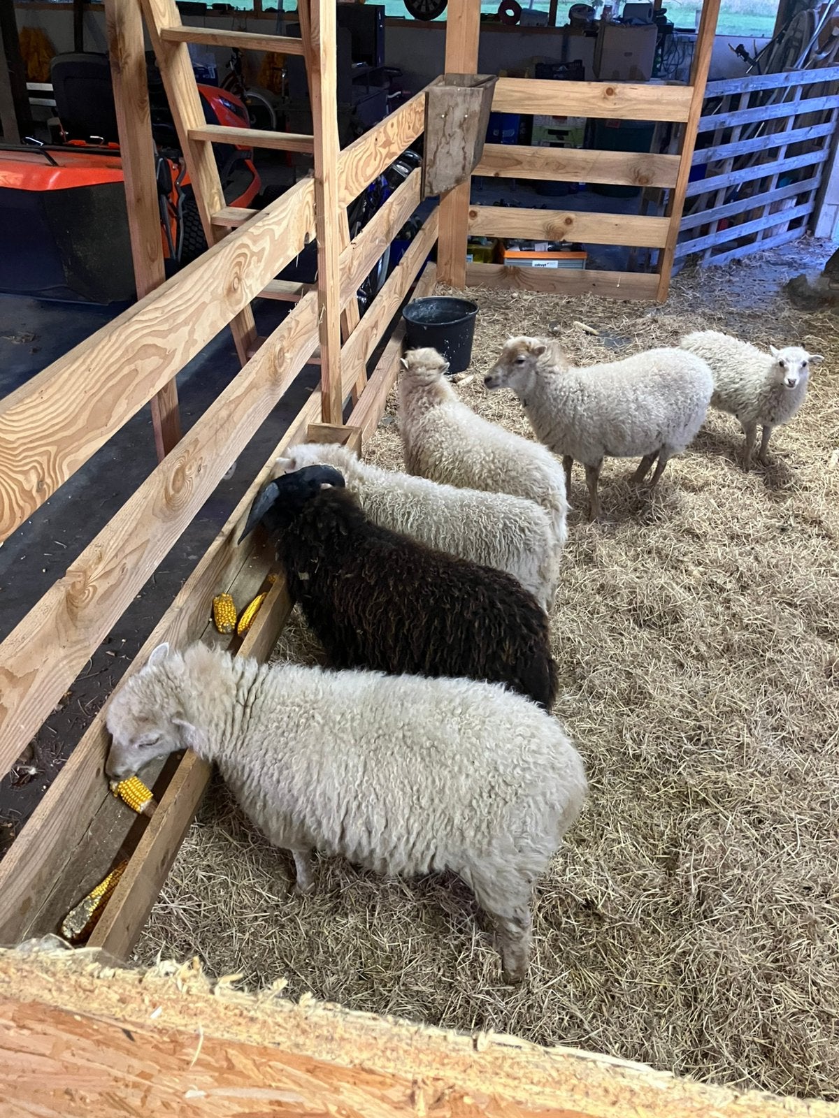 Ouessant bokje te koop, 10 maanden, Dieren en Toebehoren