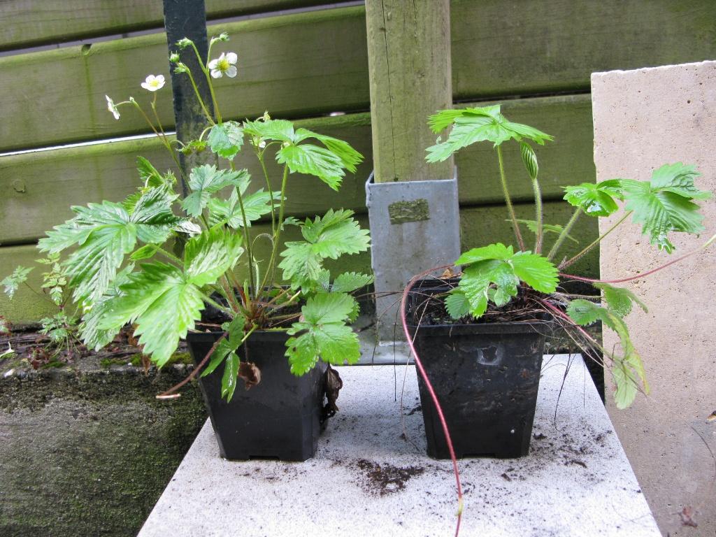 Fraisiers des 4 saisons en pot, Été, Enlèvement, Plantes potagères, Plante fixe