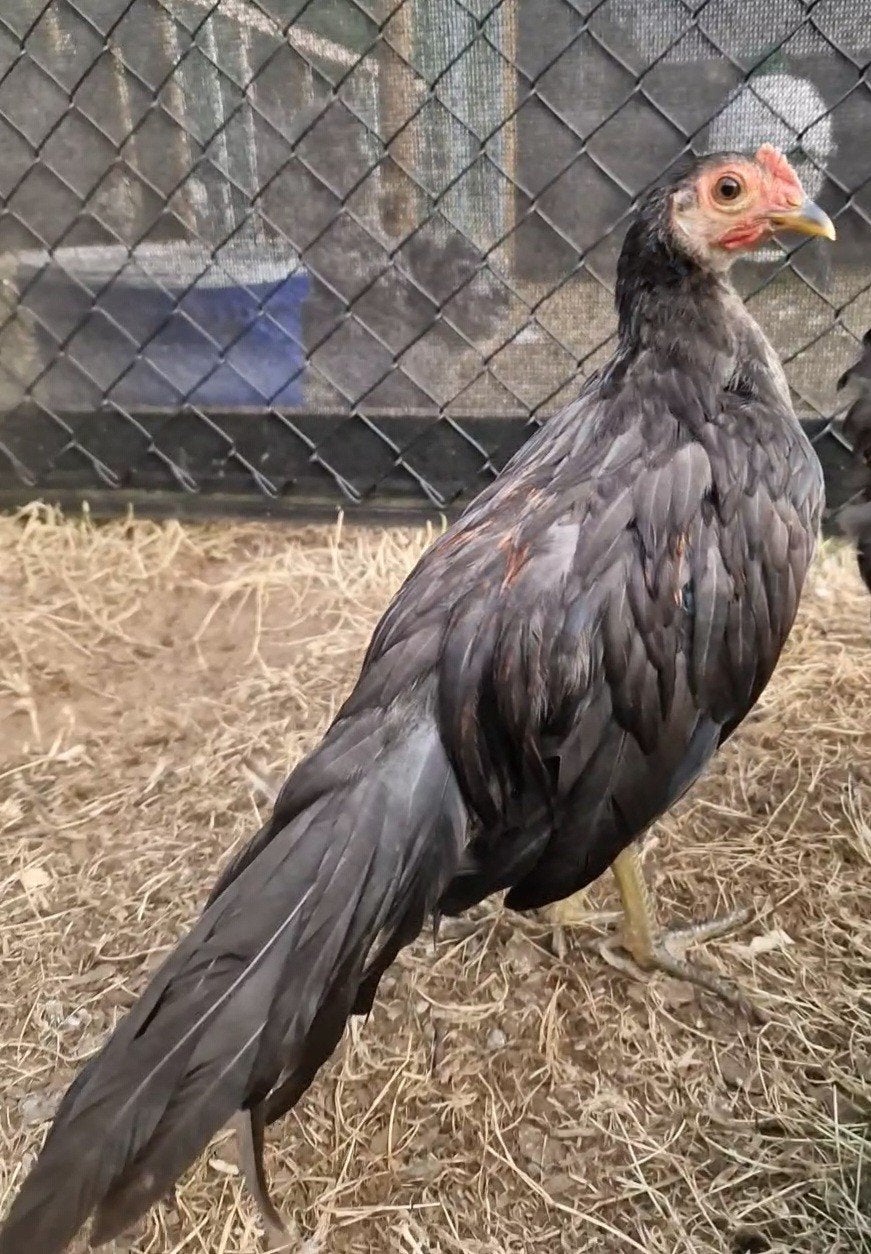 Onagadori Duo (1hen en 1 haan)
