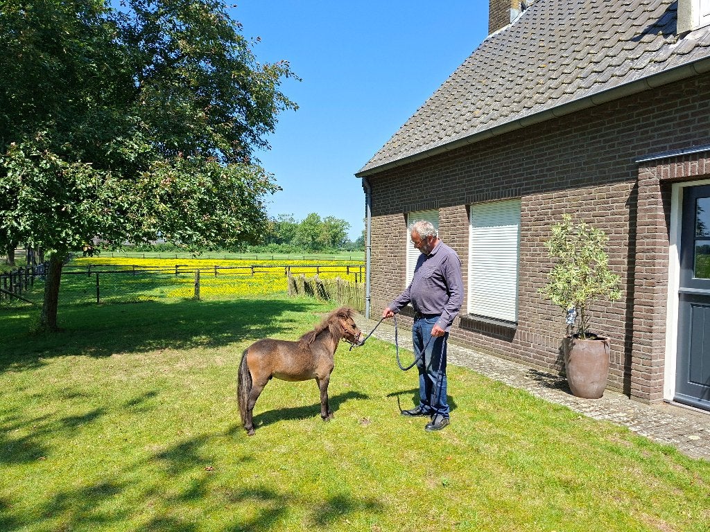 Super mooi hengstje, Hengst