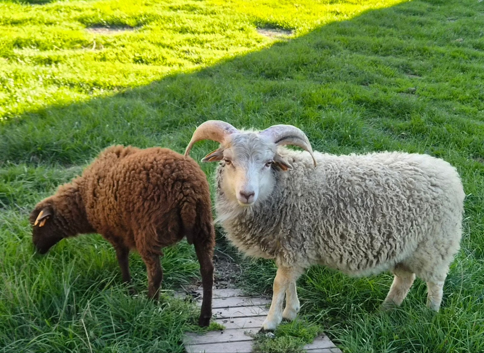 ouessantrammetje met stamboek