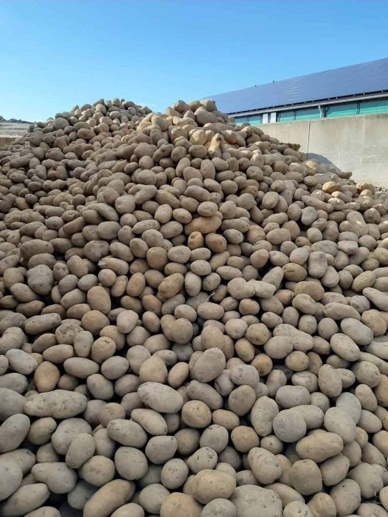 Voeraardappelen / fontane aardappelen, Zakelijke goederen, Ophalen