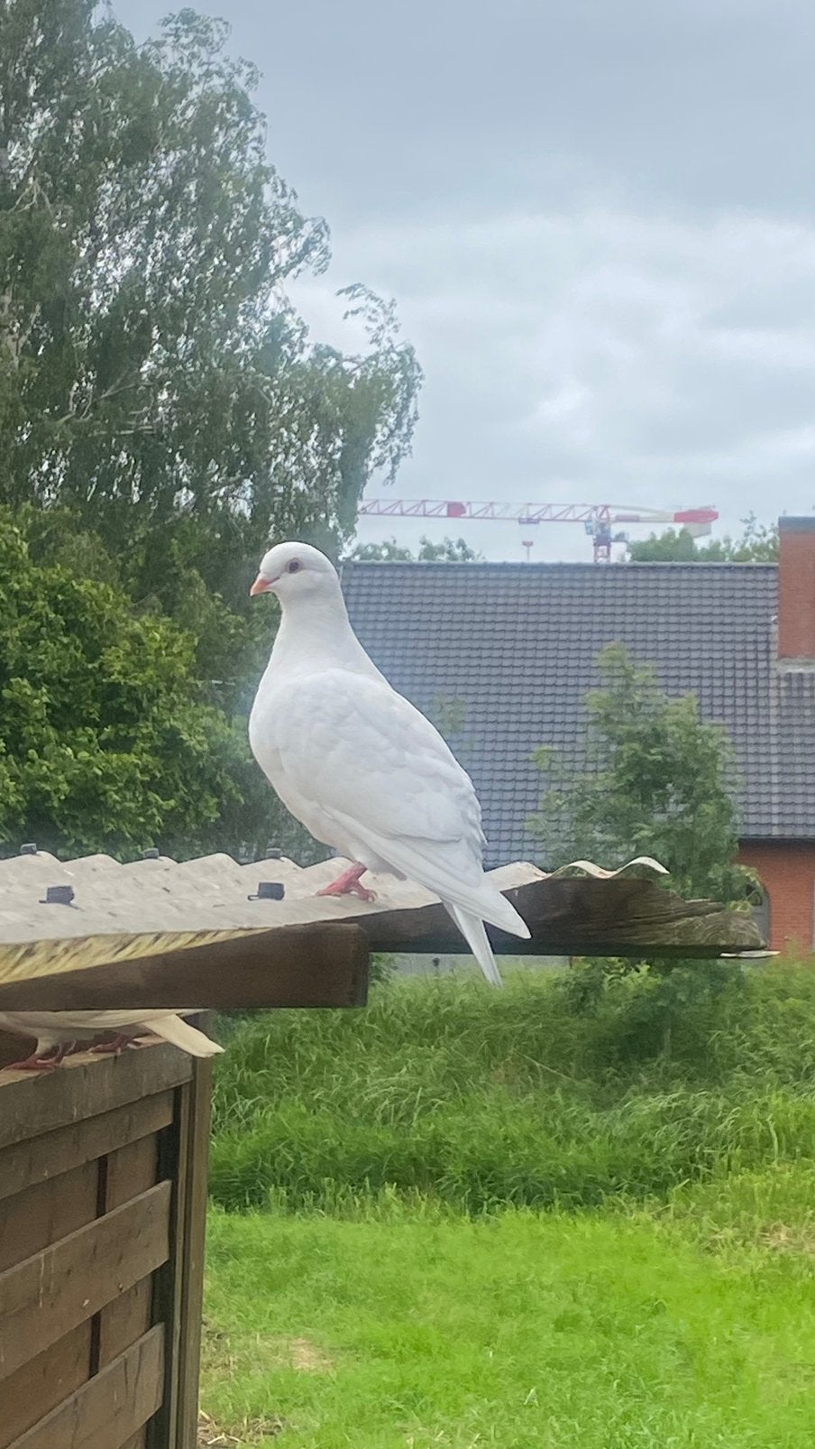 Witte en wit bont, Dieren en Toebehoren, Vogels | Duiven