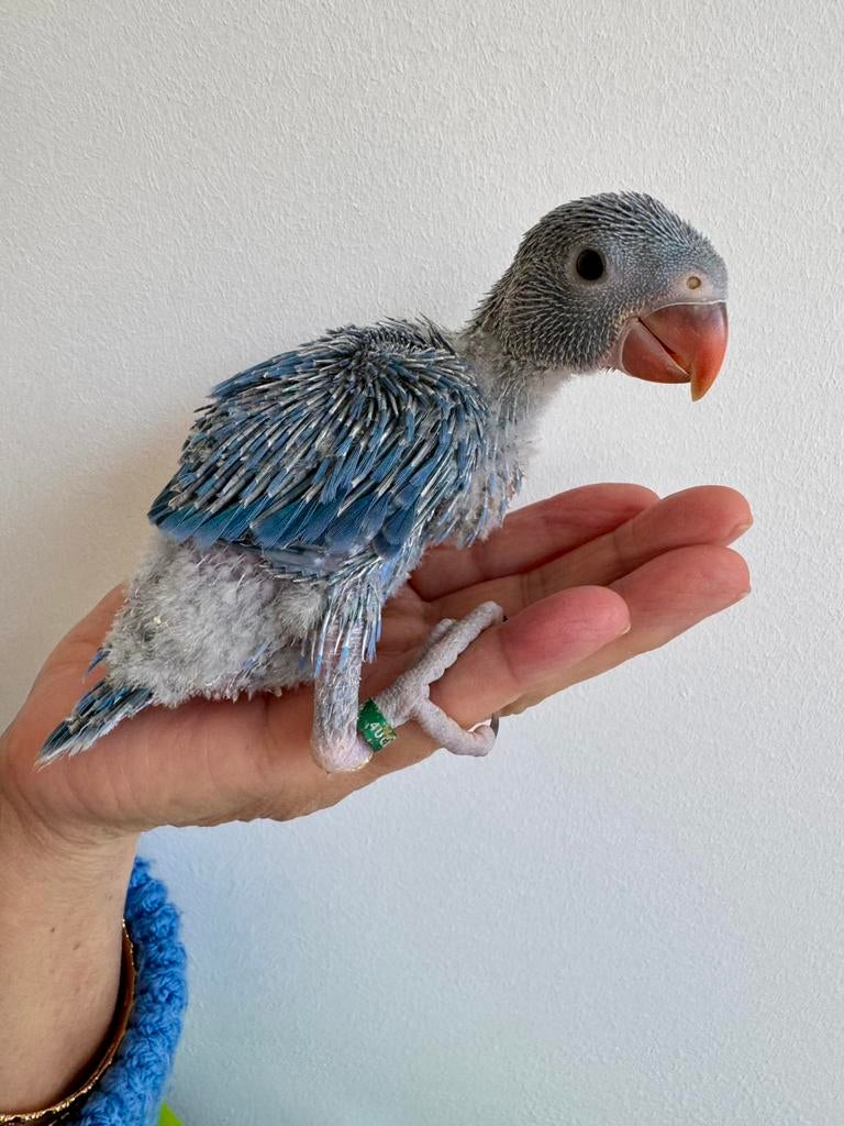 Halsbandparkiet Aqua violet, Geslacht onbekend