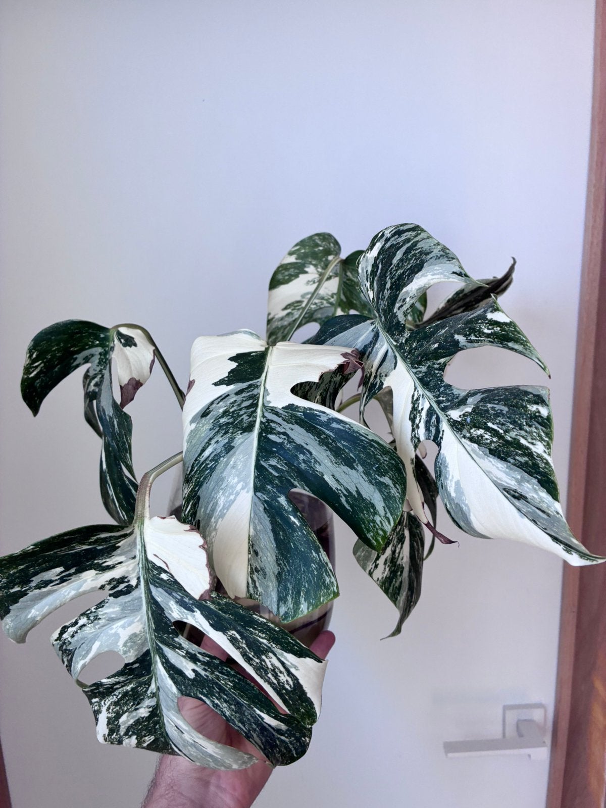 Monstera variagata stekken, Huis en Inrichting, Kamerplanten, Ophalen