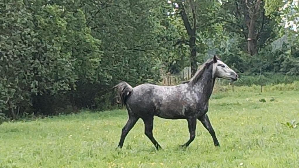 Gevraagd Ruiter - Verzorger, Cavalier ou Passager