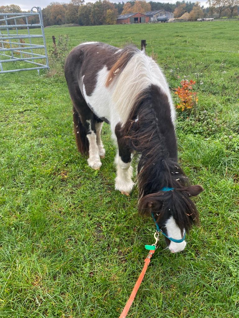Ponylesjes