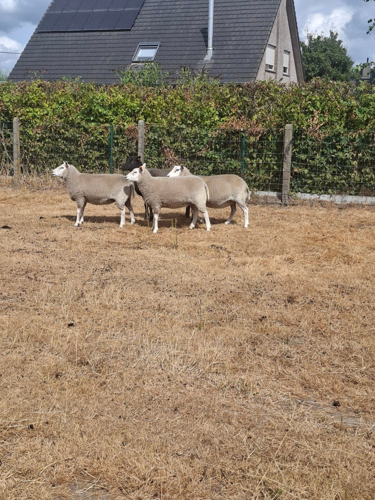schapen 4 ooien, Dieren en Toebehoren, Schaap