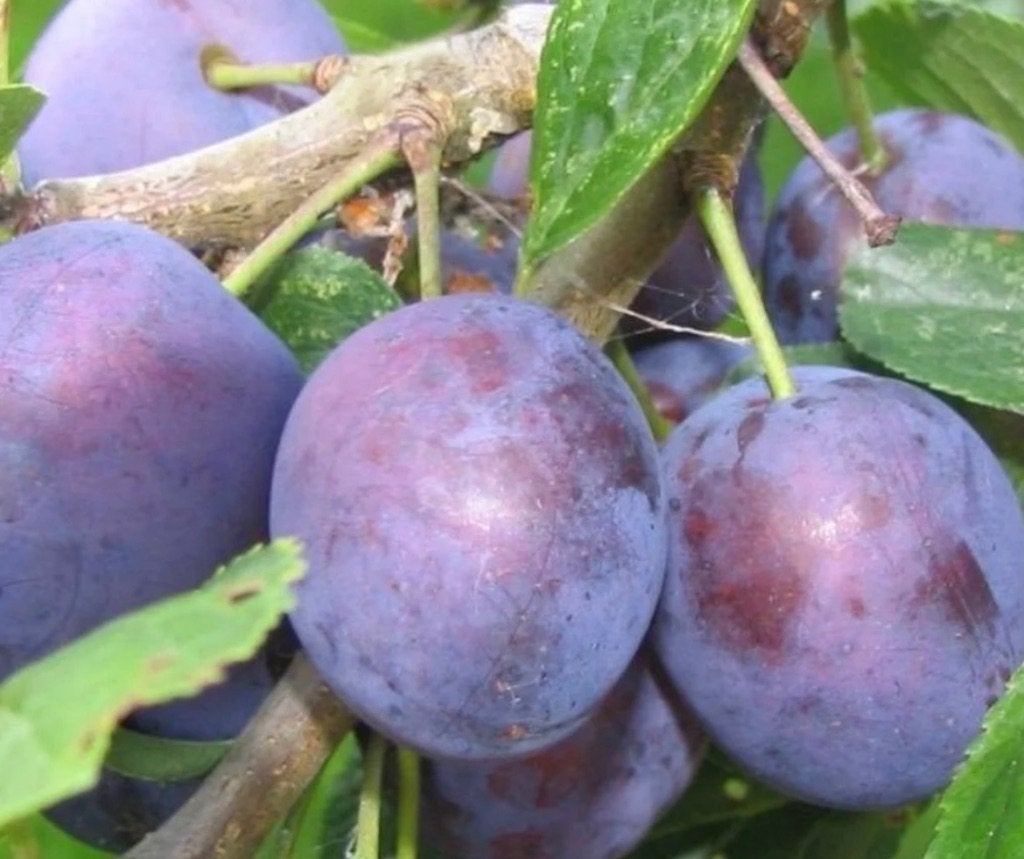 Pruimen uit eigen tuin, Ophalen