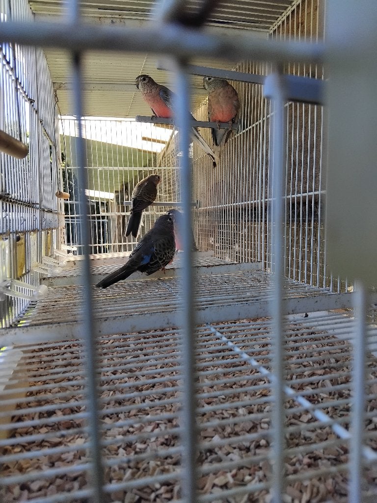 Echange mâle bourke contre femelle, Mâle, Perruche, Bagué