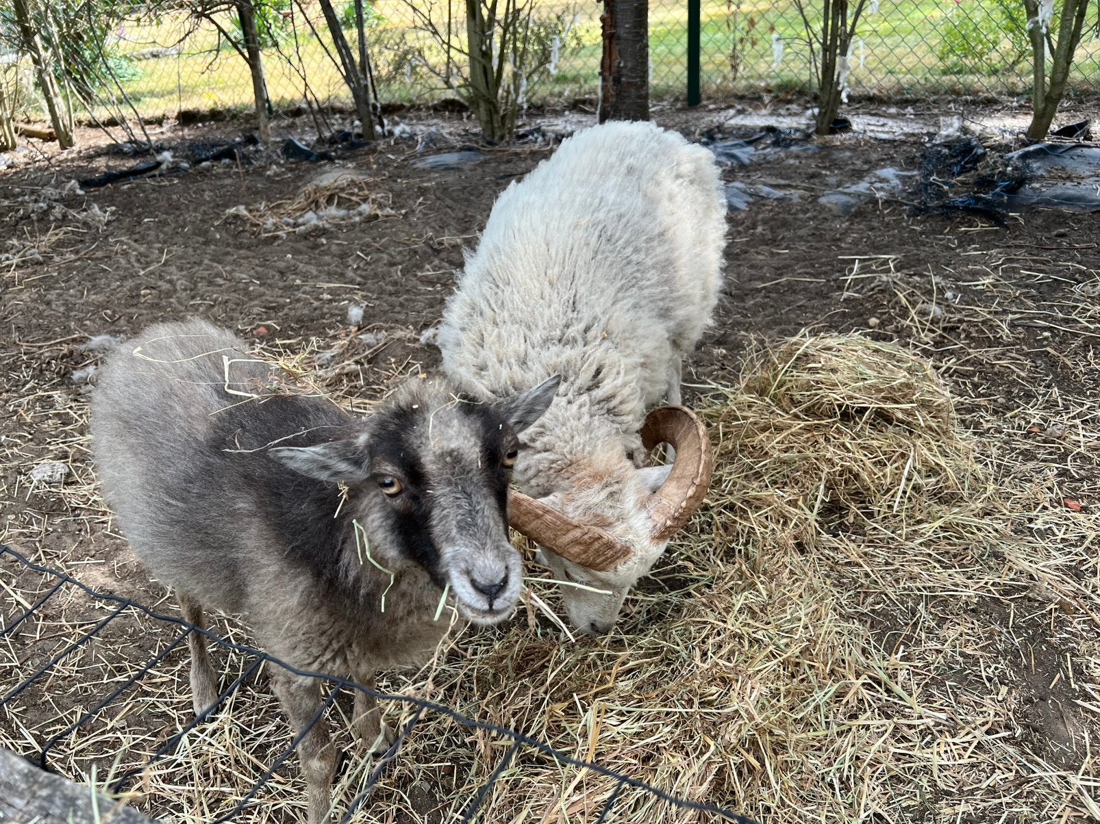 Ouessant koppel ooi en ram
