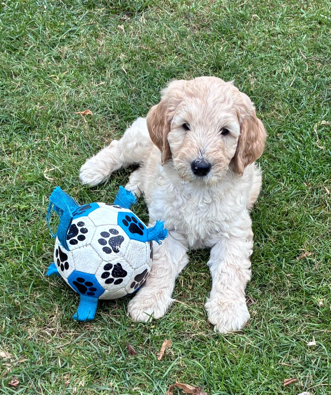 Mooie labradoodle pups multigen, Parvo, Overige rassen, 8 tot 15 weken, Meerdere