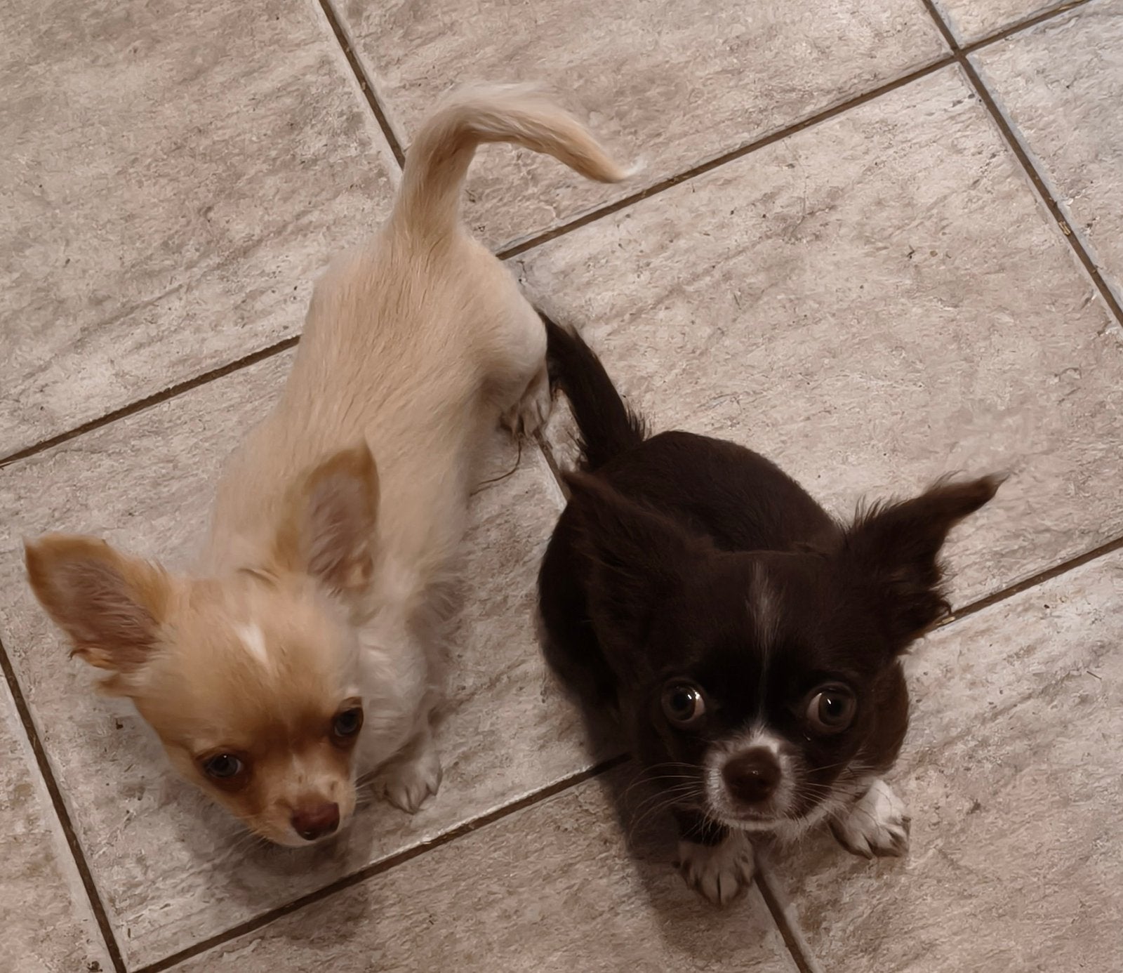 Chihuahua reutjes te koop, België, Particulier, Reu, CDV (hondenziekte)