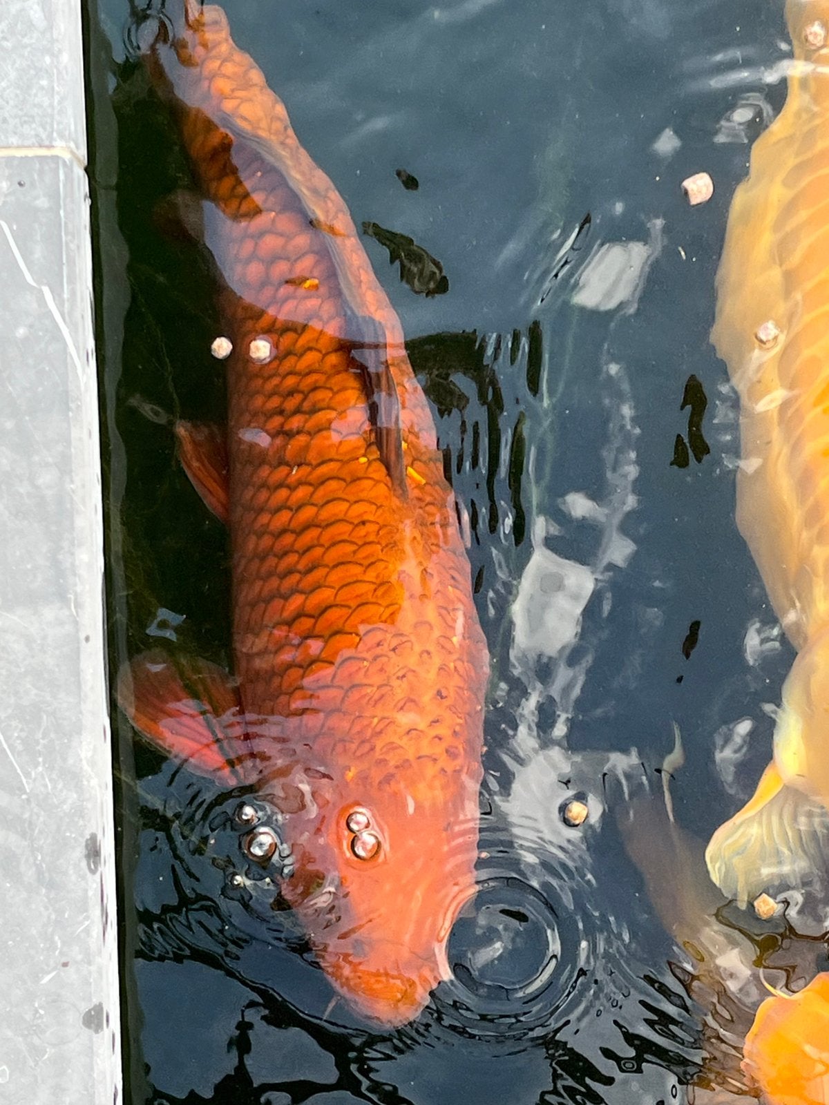 Japanse koi, Dieren en Toebehoren, Vissen | Vijvervissen, Karper of Koi