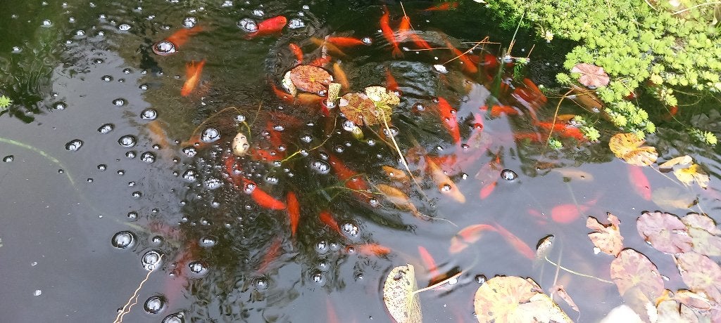 Goudvisjes, wegens overbevolking en vijverplanten, Goudvis(sen)