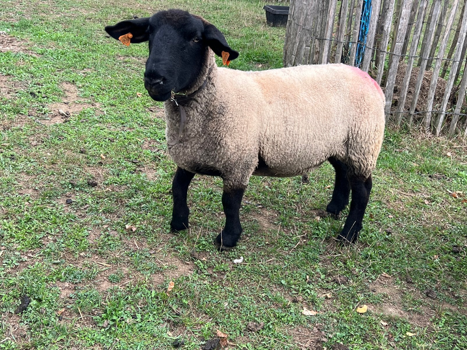 Brebis de race Suffolk de 2023, Animaux & Accessoires, Femelle, Mouton, 3 à 5 ans