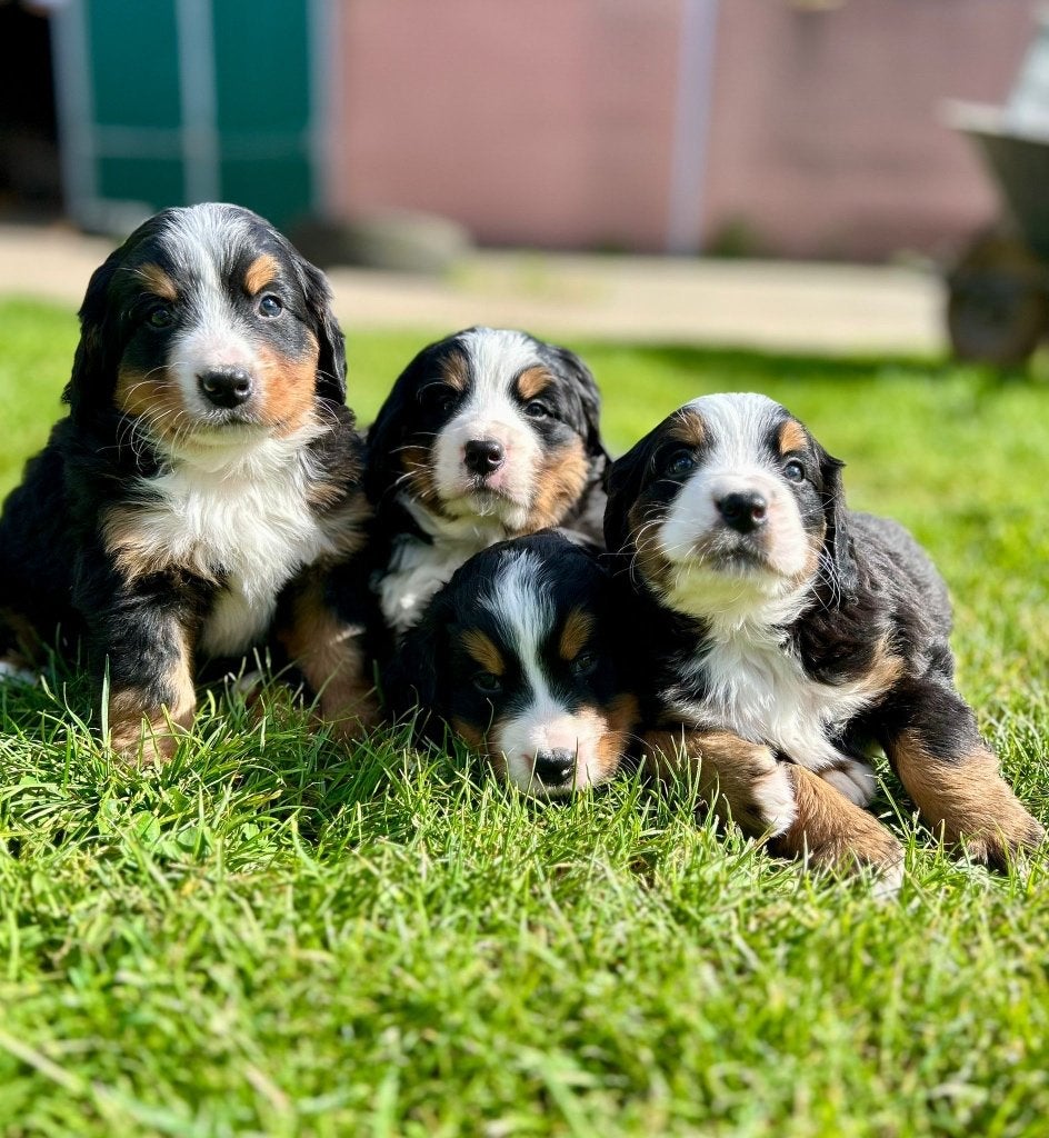 Mooie Berner Sennen pups, Dieren en Toebehoren, Honden | Herdershonden en Veedrijvers, Meerdere dieren, Overige rassen, Fokker | Professioneel