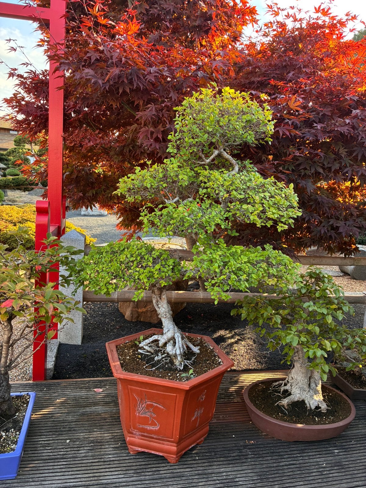Bonsaï Ulmus Parvifolia, Tuin en Terras, Planten | Bomen, Ophalen, In pot, Overige soorten, 100 tot 250 cm