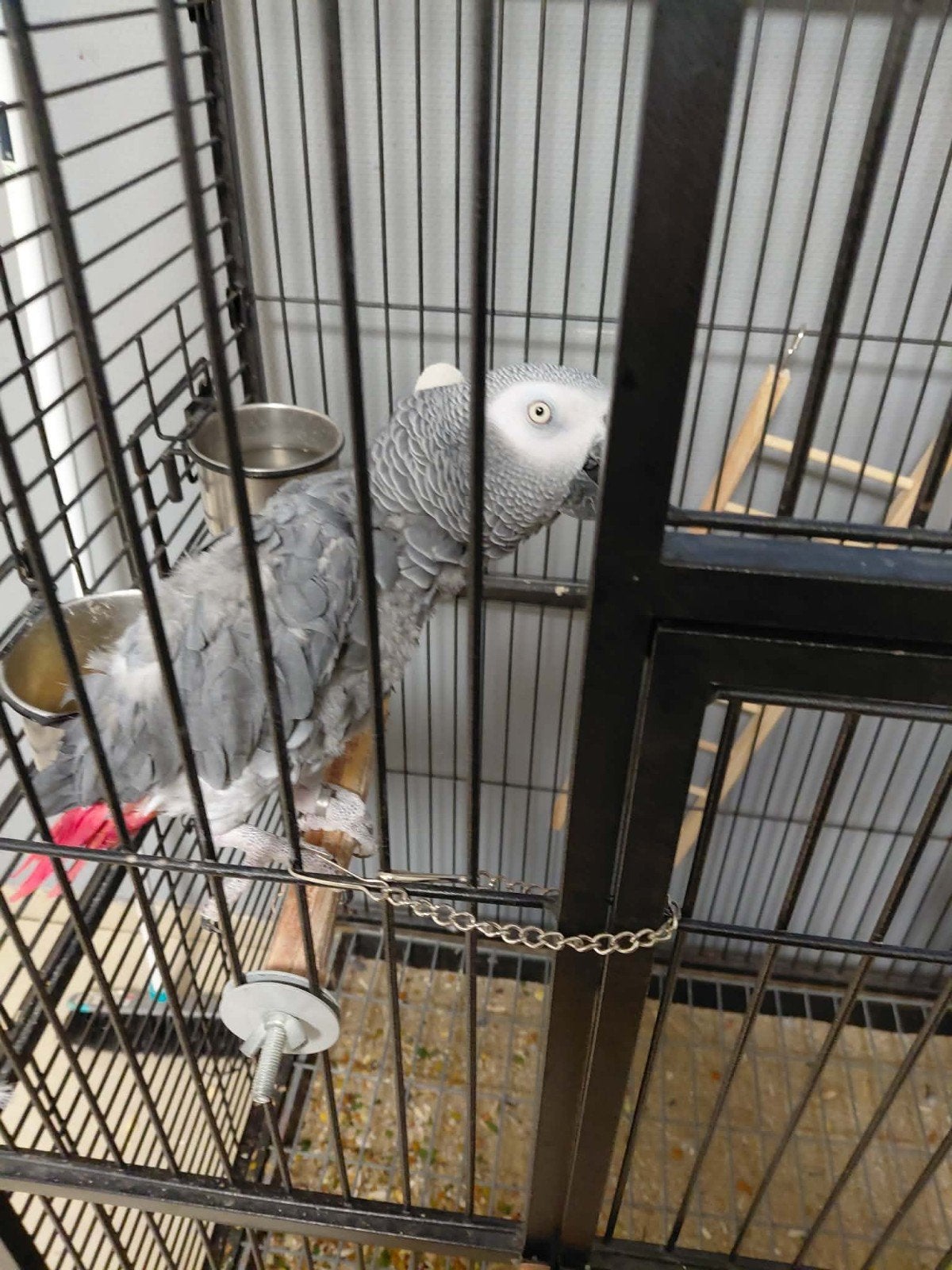 gris du gabon, Animaux & Accessoires, Mâle, Perroquet, Parleur