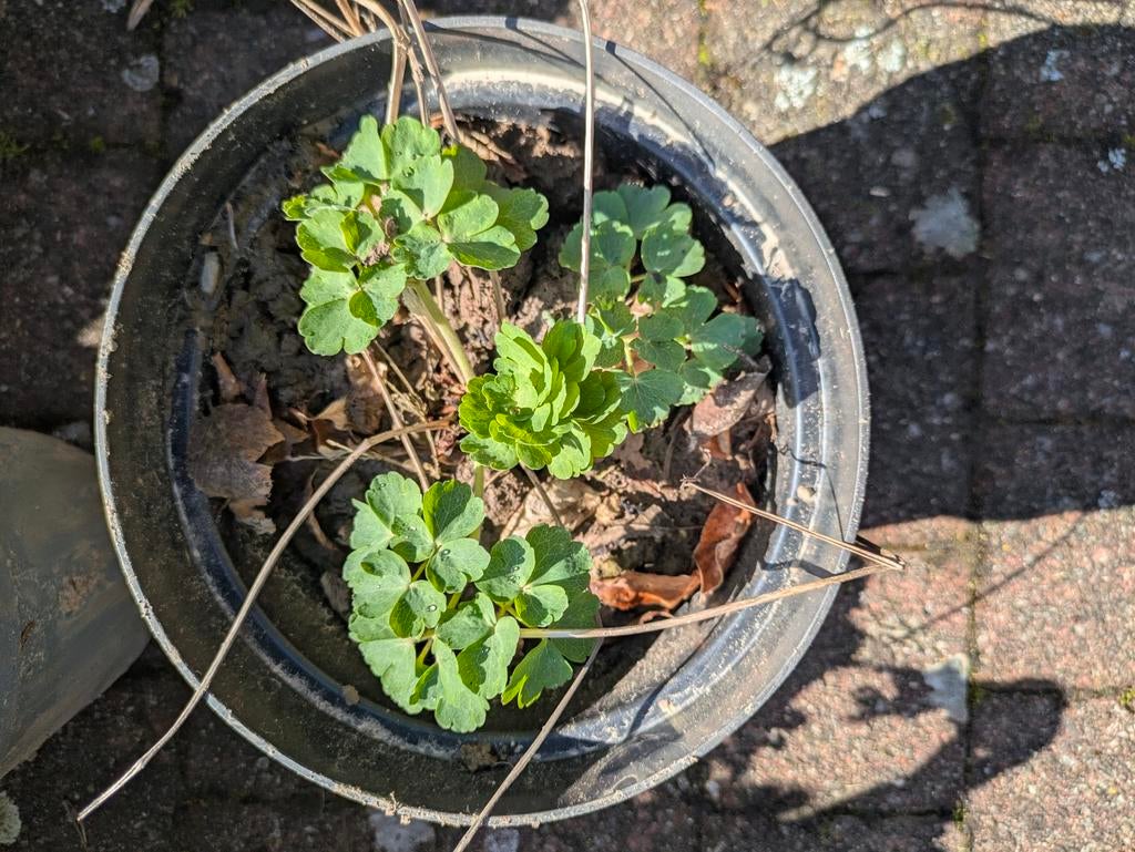 Akelei (plant), Tuin en Terras, Ophalen, Vaste plant, Halfschaduw