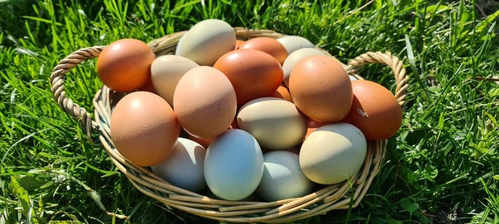 Oeufs frais du jardin, Divers, Produits alimentaires, Enlèvement