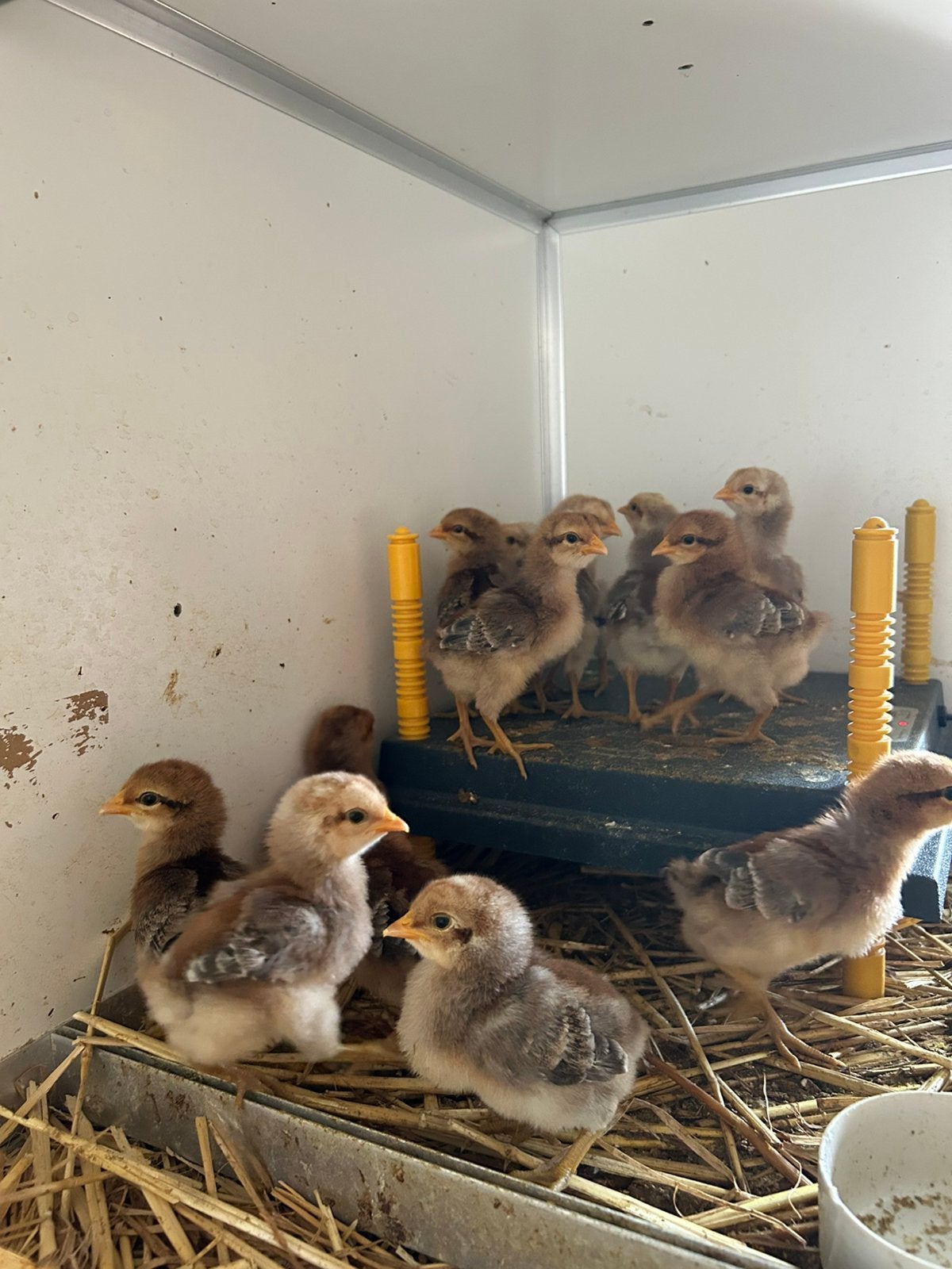 Raszuivere Bielefelder kuikens, Animaux & Accessoires, Plusieurs animaux, Poule ou poulet