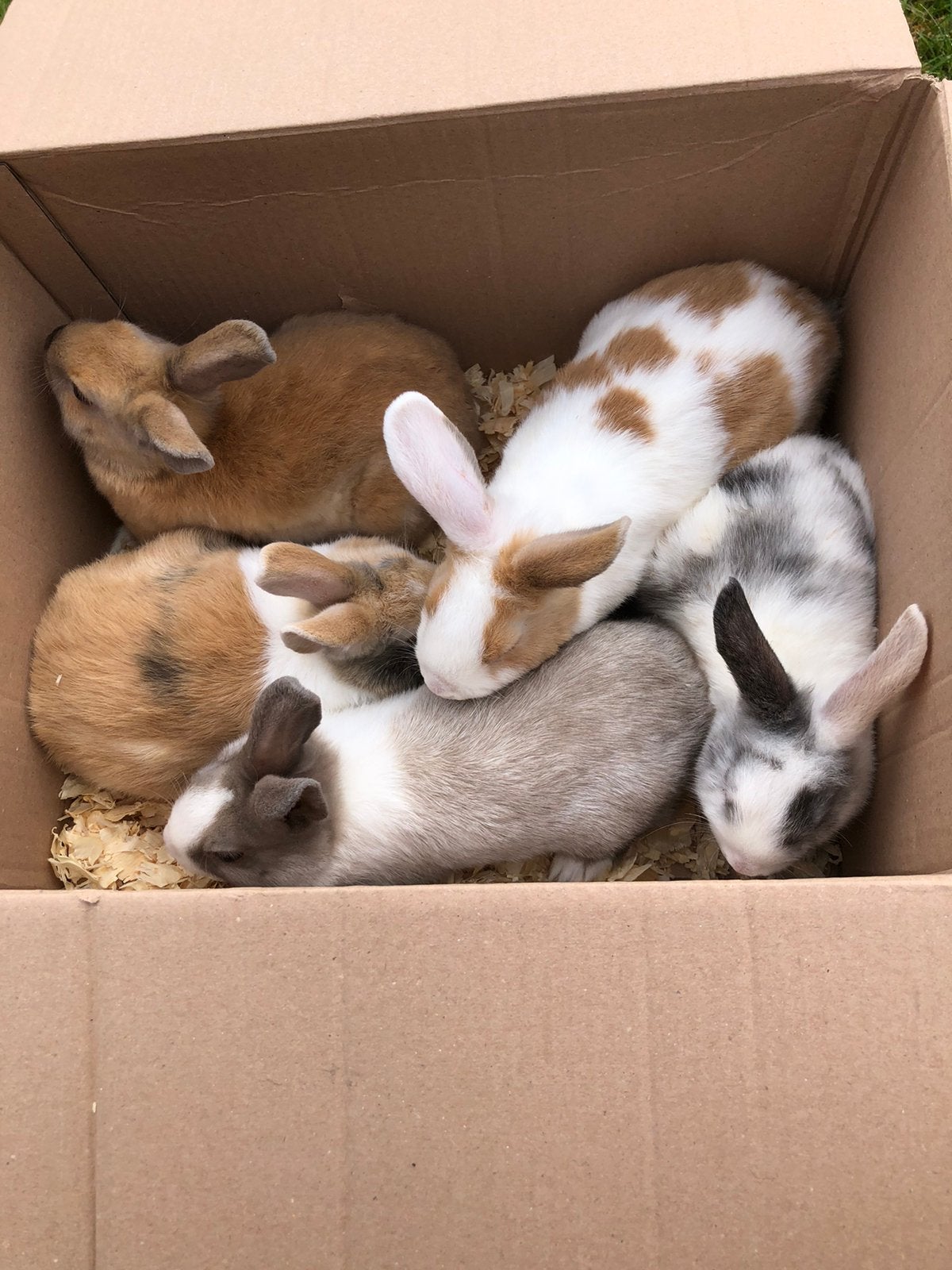 Dwergkonijntjes te koop, Dieren en Toebehoren, Konijnen, Mannelijk, Klein, 0 tot 2 jaar