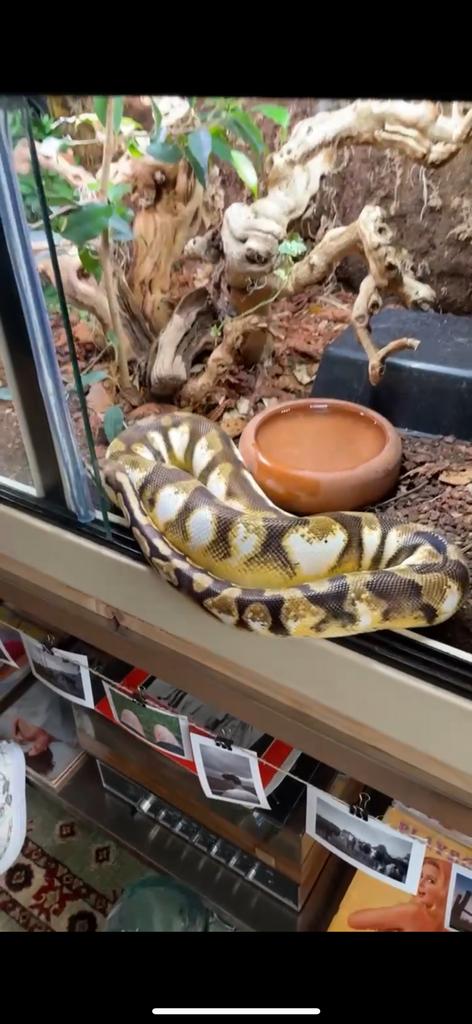 0.1 Python Regius enchi pastel sugar, Serpent, Domestique, 3 à 6 ans