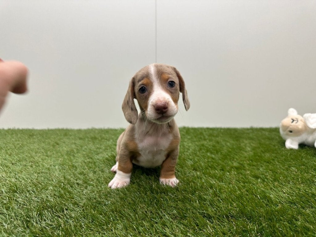Nestje Gladharige Teckel pups