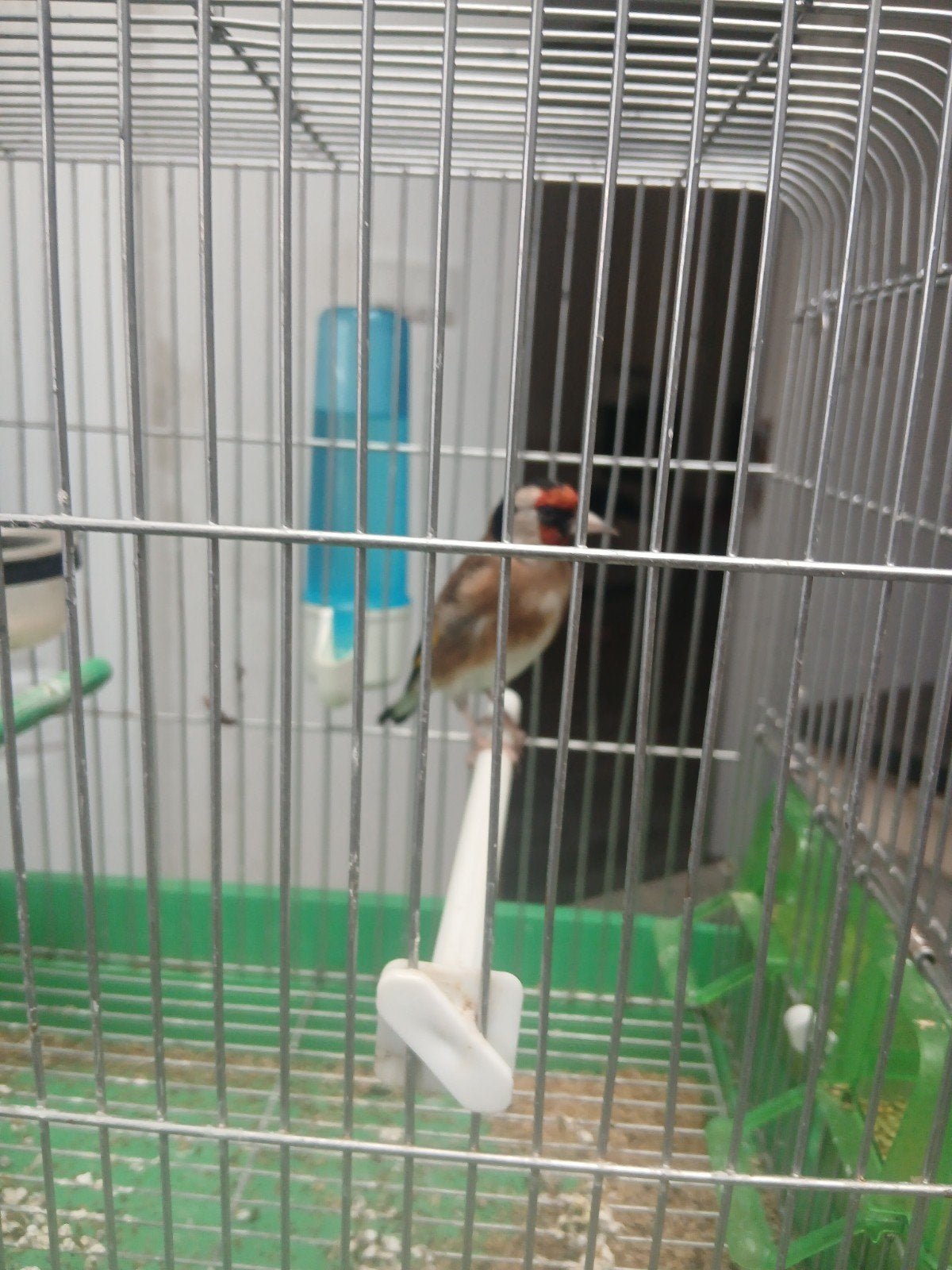 distelvink, Dieren en Toebehoren