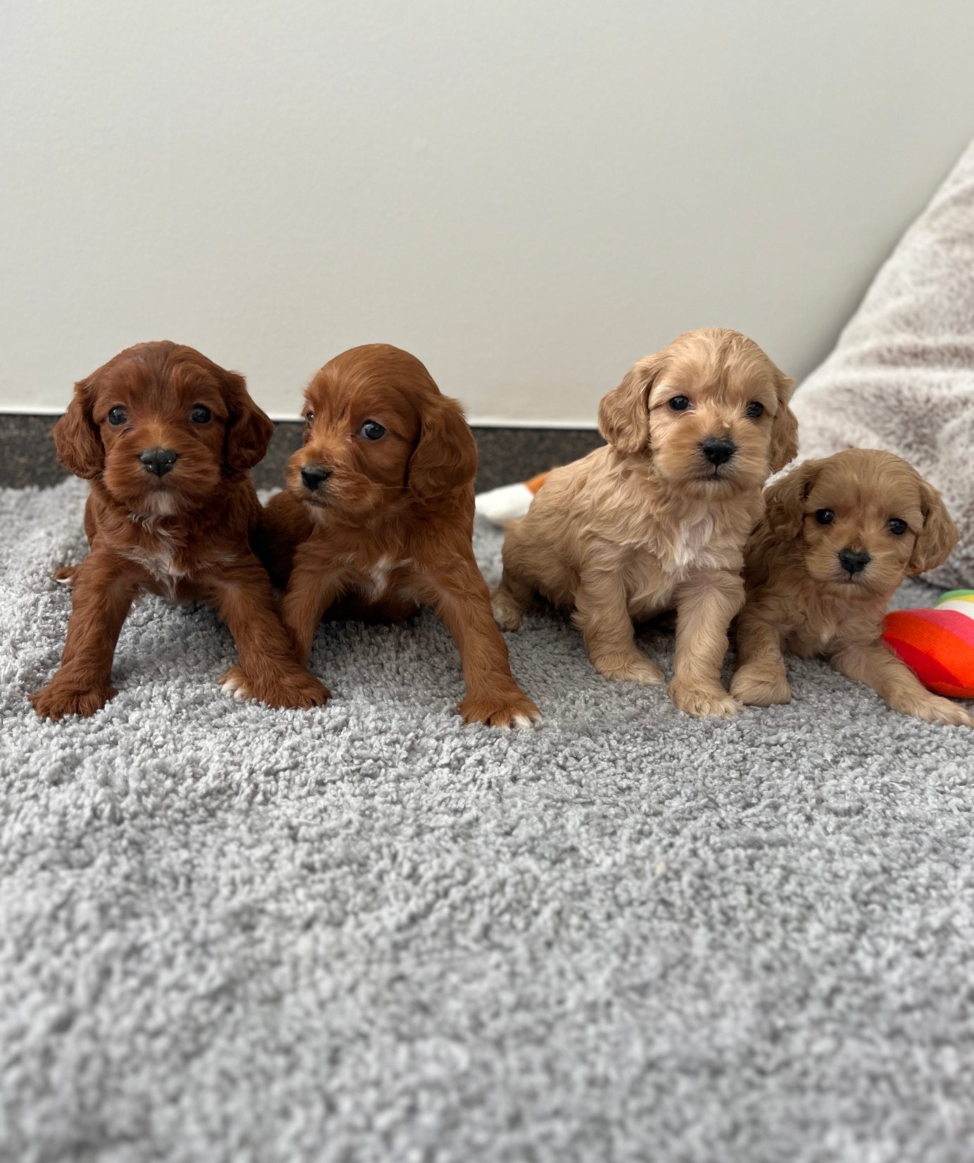 Beaux chiots cockapoo (parents testés), Animaux & Accessoires, Caniche, Maladie de Carré (chiens), Plusieurs, Belgique