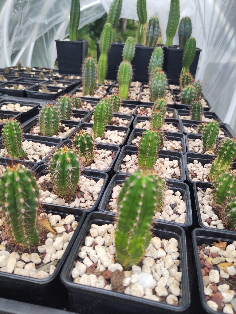 Cactus, Huis en Inrichting, Kamerplanten, Ophalen, Minder dan 100 cm, Bloeiende kamerplant, Volle zon