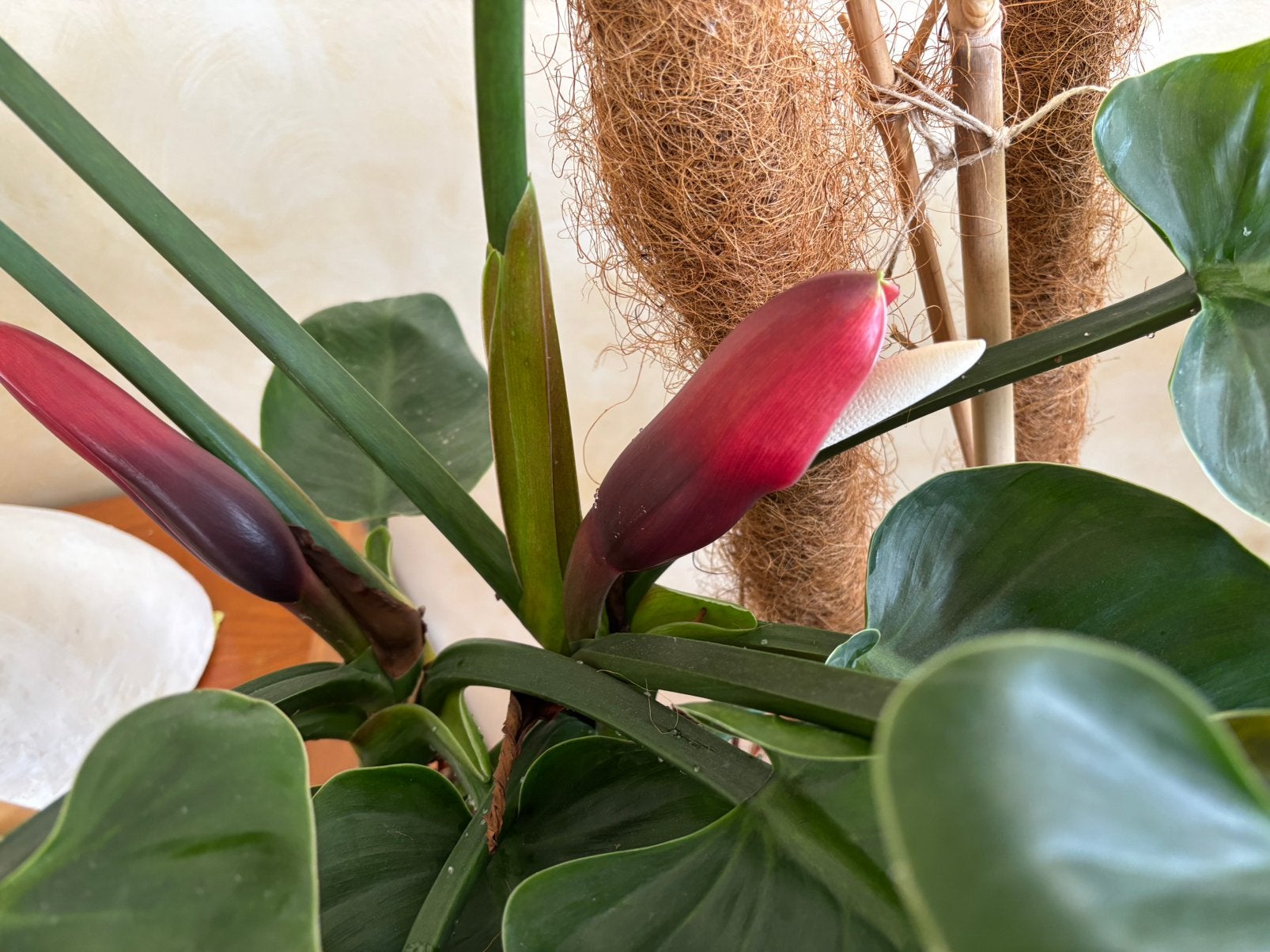 Plant, Jardin & Terrasse, Bulbes & Semences, Enlèvement