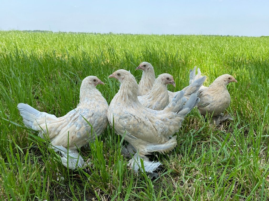 Jonge tamme Sabelpoot kriel kippen gesekst en ingeënt, Animaux & Accessoires