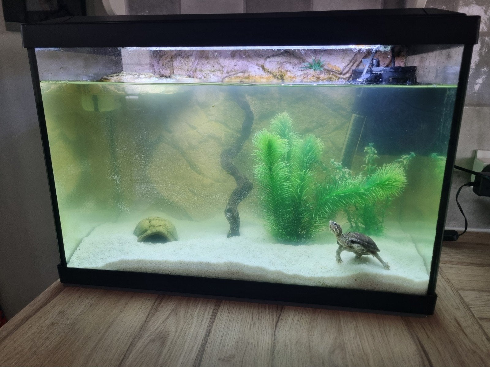 Aquaruim(compleet)+muskusschildpad, Schildpad