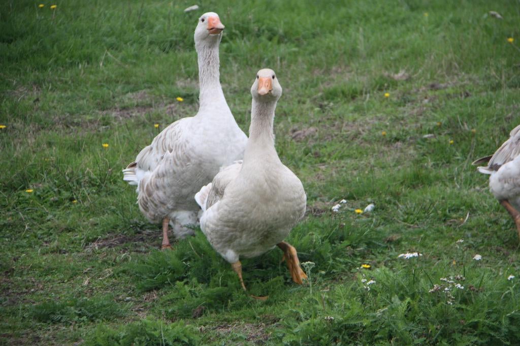 Broedeieren van Amerikaanse buffganzen, Dieren en Toebehoren, Gans of Zwaan